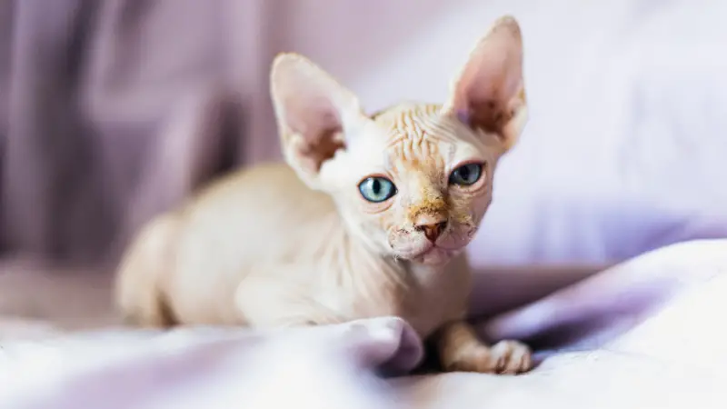 SPHYNX cat personality