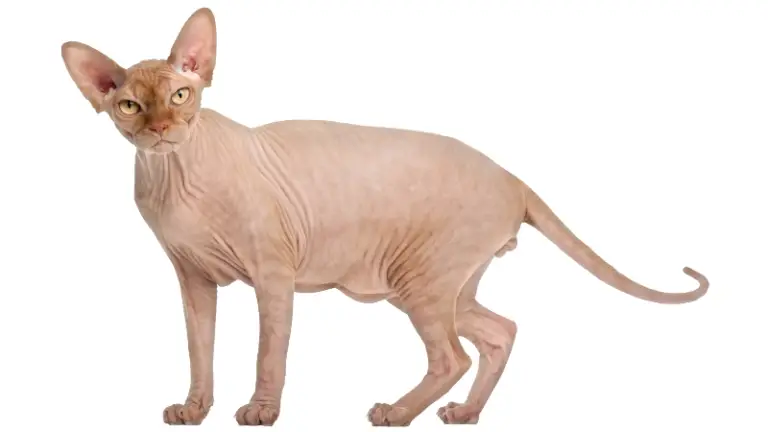 SPHYNX CAT PERSONALITY AND BREED (ALL YOU NEED TO KNOW) - DorkyCats