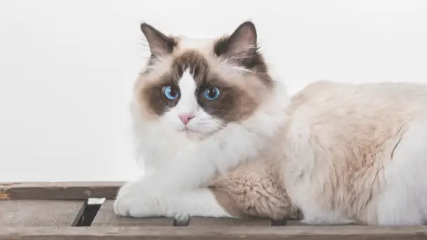 RAGDOLL CAT PERSONALITY AND BREED (ALL YOU NEED TO KNOW) - DorkyCats