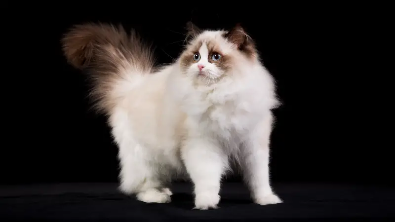 Ragdoll cat personality