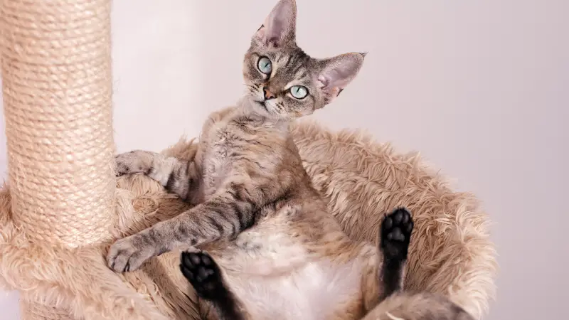 Devon Rex cat personality