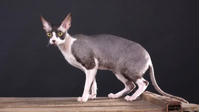 Cornish Rex Cat Personality