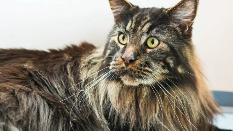 AMERICAN CURL LONGHAIR CAT PERSONALITY ( ALL YOU NEED TO KNOW)