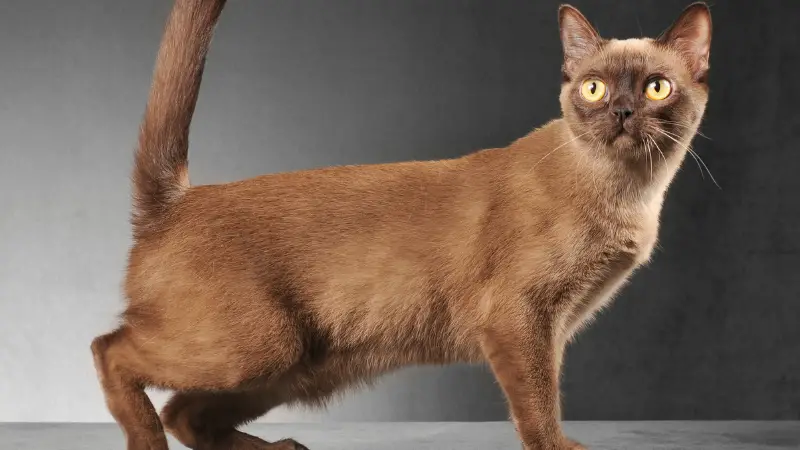 Burmese cat personality