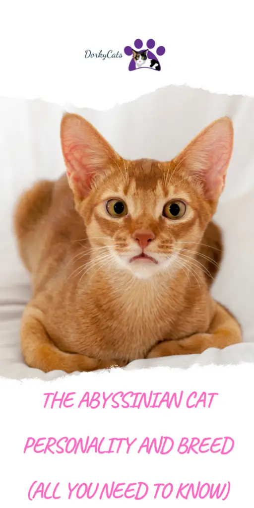 THE ABYSSINIAN CAT PERSONALITY AND BREED (ALL YOU NEED TO KNOW)