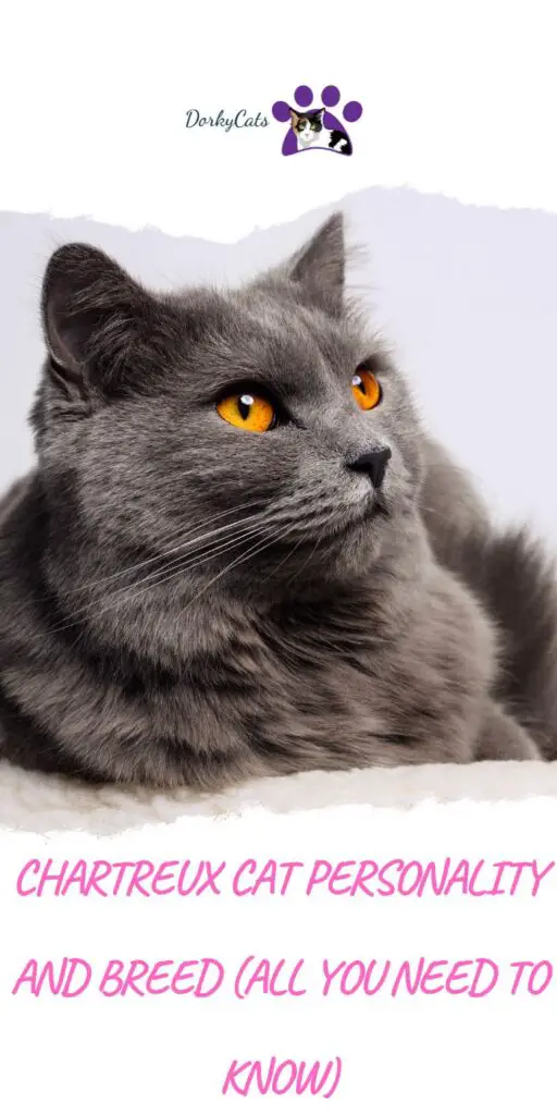 CHARTREUX CAT PERSONALITY AND BREED (ALL YOU NEED TO KNOW)