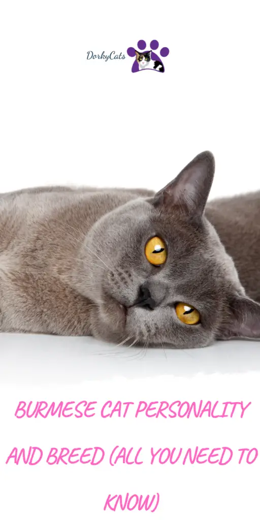 BURMESE CAT PERSONALITY AND BREED (ALL YOU NEED TO KNOW)
