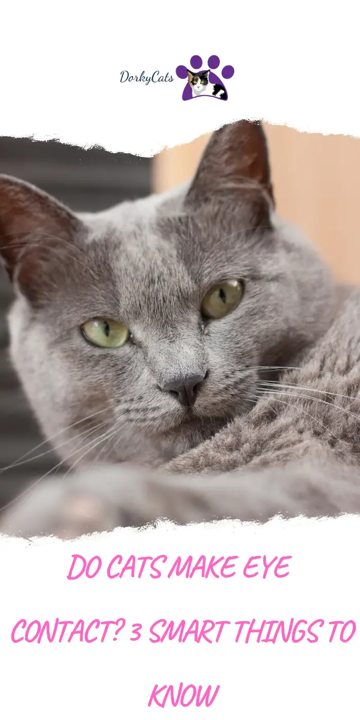 DO CATS MAKE EYE CONTACT? 3 SMART THINGS TO KNOW DorkyCats