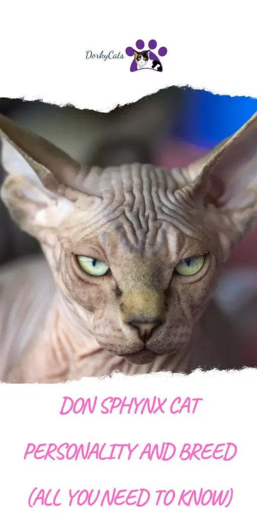 DON SPHYNX CAT PERSONALITY AND BREED (ALL YOU NEED TO KNOW)