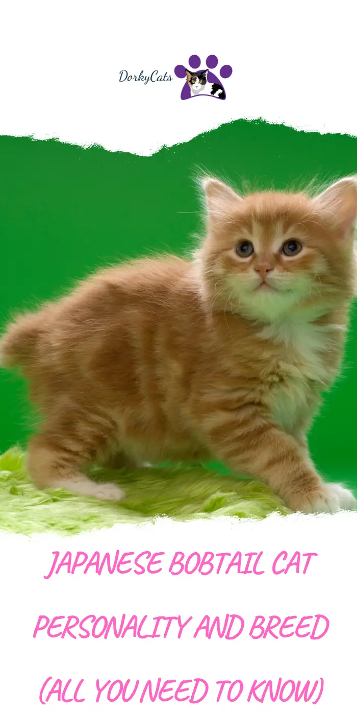 JAPANESE BOBTAIL CAT PERSONALITY AND BREED (ALL YOU NEED TO KNOW ...