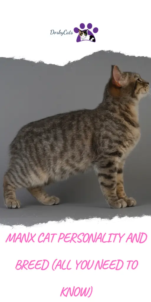 MANX CAT PERSONALITY AND BREED (ALL YOU NEED TO KNOW)