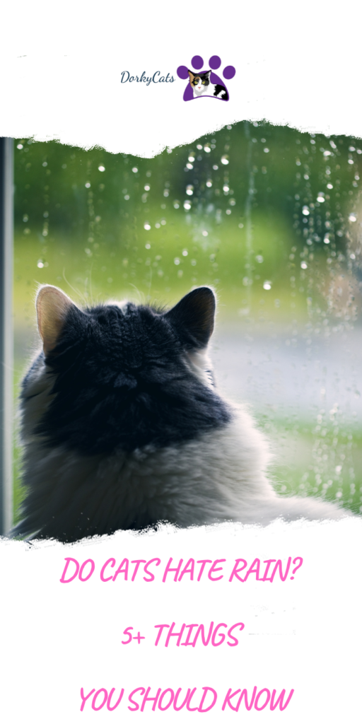 DO CATS HATE RAIN? 5+ THINGS YOU SHOULD KNOW