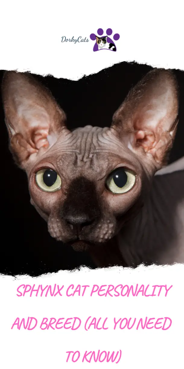SPHYNX CAT PERSONALITY AND BREED (ALL YOU NEED TO KNOW) DorkyCats