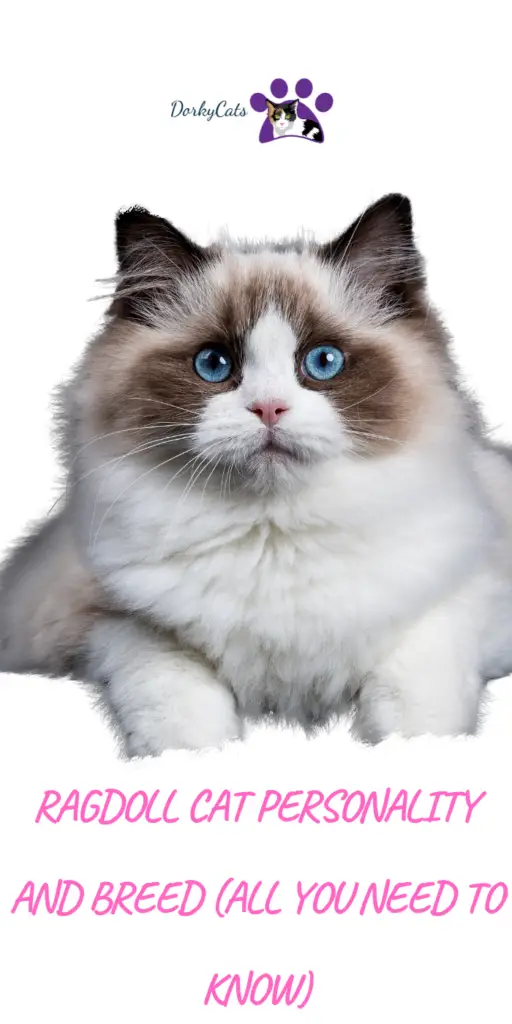RAGDOLL CAT PERSONALITY AND BREED (ALL YOU NEED TO KNOW)