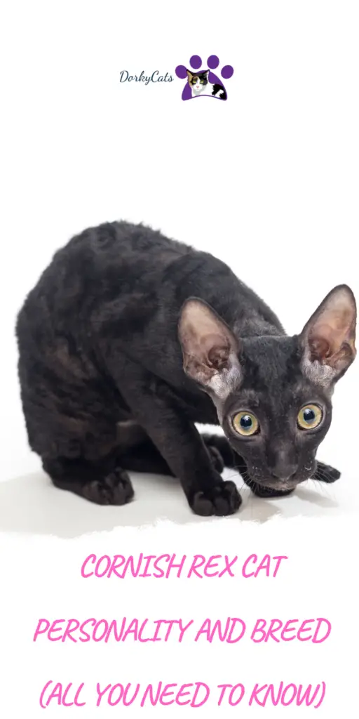 CORNISH REX CAT PERSONALITY AND BREED (ALL YOU NEED TO KNOW)