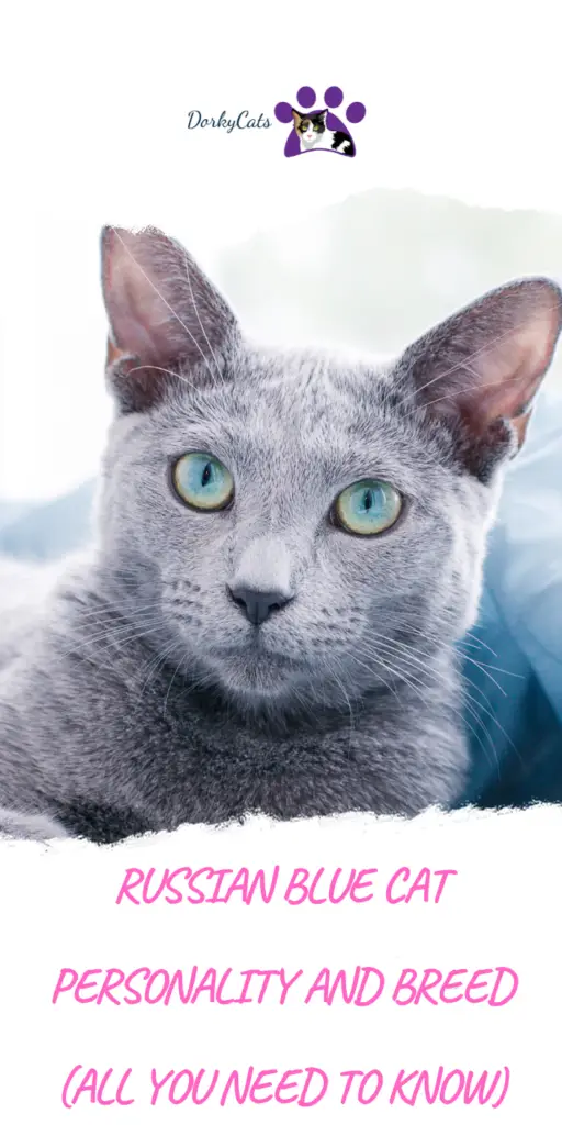 RUSSIAN BLUE CAT PERSONALITY AND BREED (ALL YOU NEED TO KNOW)