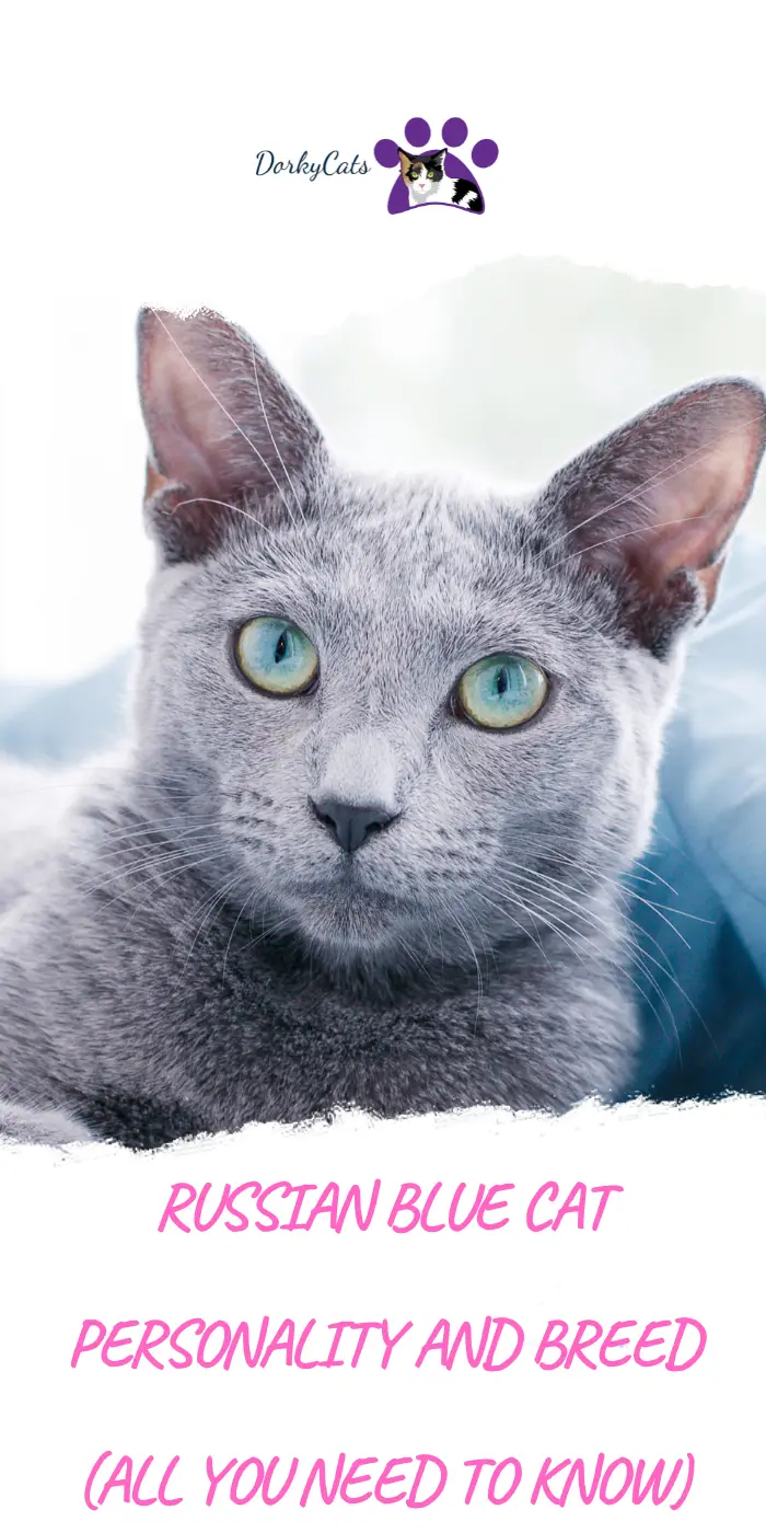 RUSSIAN BLUE CAT PERSONALITY AND BREED (ALL YOU NEED TO KNOW) - DorkyCats