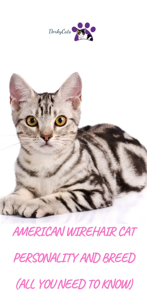 AMERICAN WIREHAIR CAT PERSONALITY AND BREED (ALL YOU NEED TO KNOW)