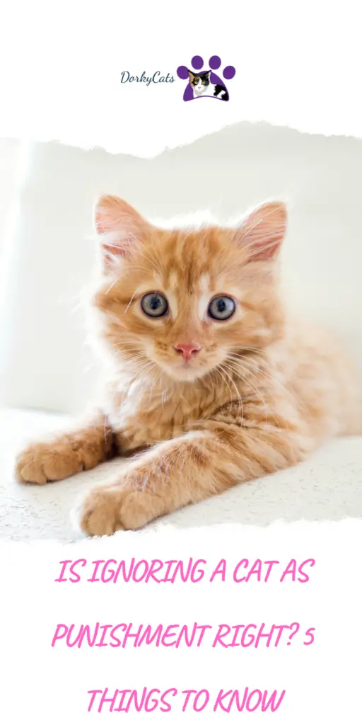 IS IGNORING A CAT AS PUNISHMENT RIGHT? 5 THINGS TO KNOW