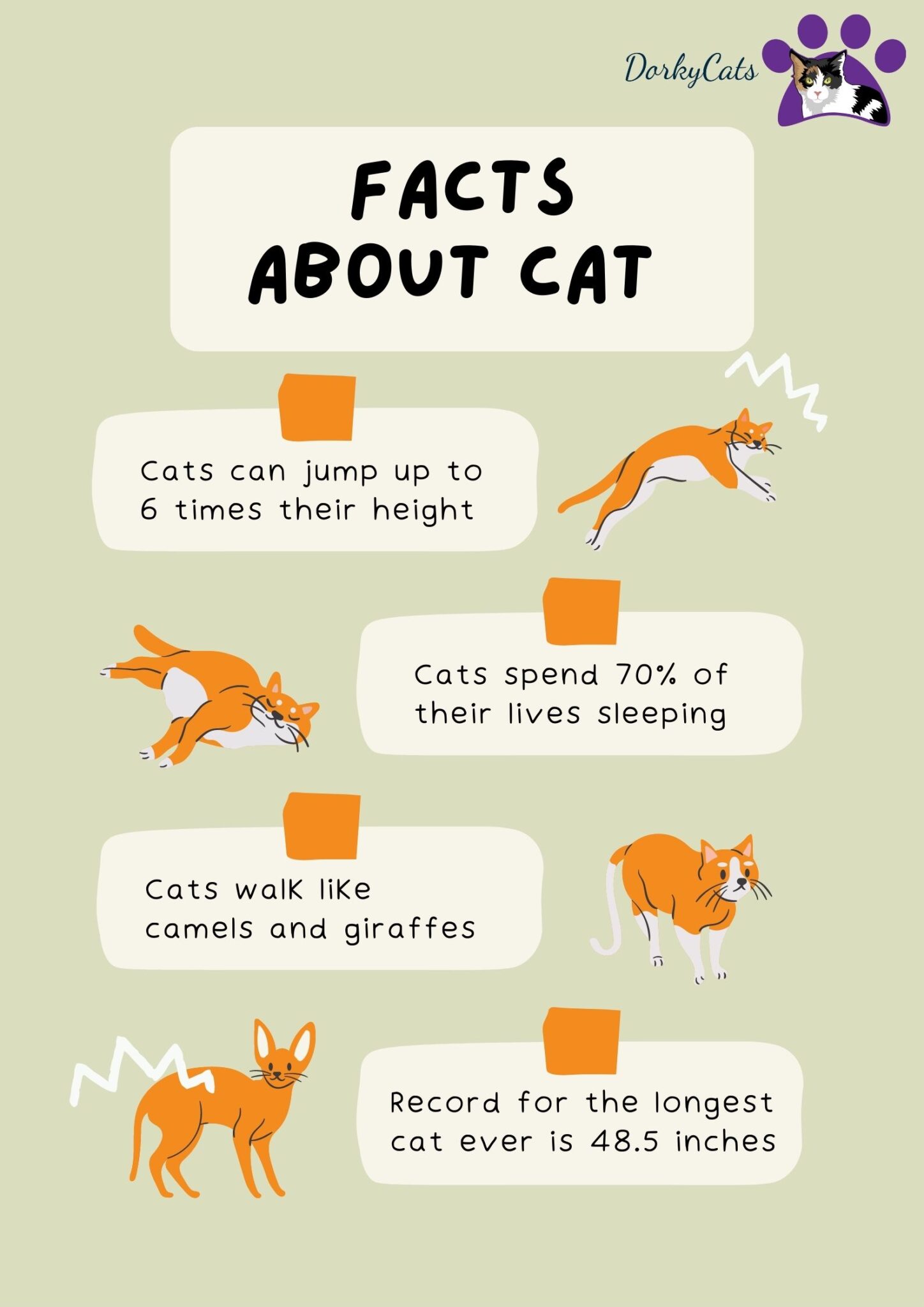 DO CATS HATE RAIN? 5+ THINGS YOU SHOULD KNOW DorkyCats