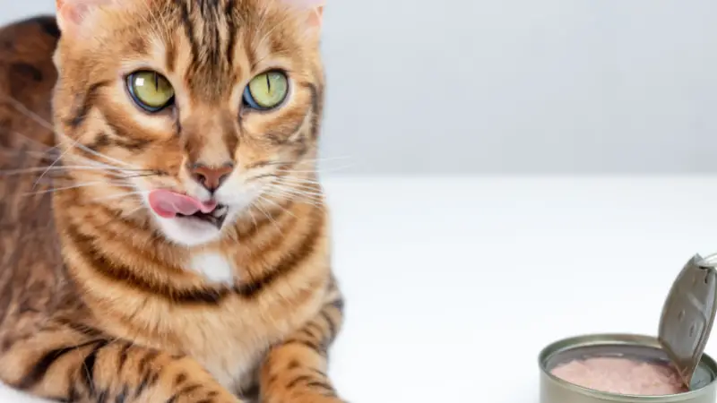 How Much Tuna Is Safe For Cats