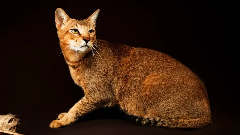 CHAUSIE cat personality and breed