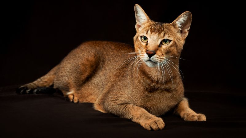 Chausie cat personality