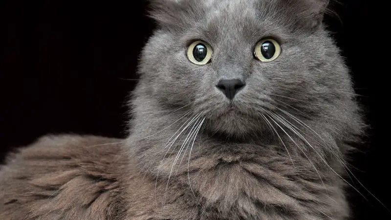 Nebelung Cat Personality