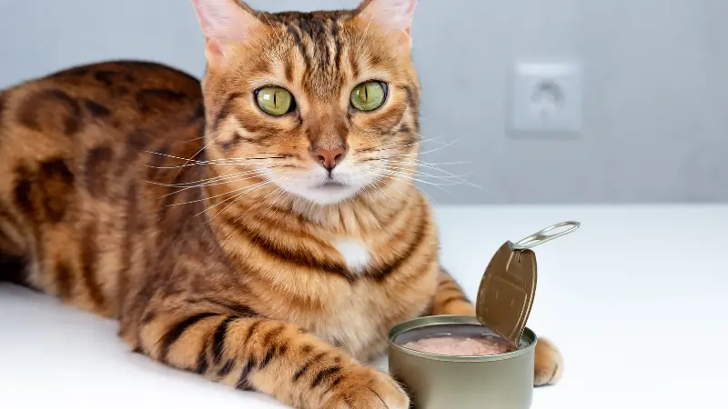 How Much Tuna Is Safe For Cats