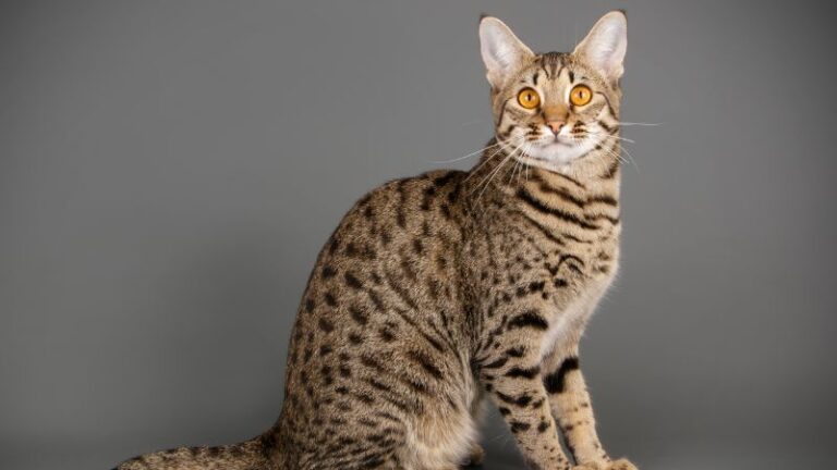 SAVANNAH CAT PERSONALITY AND BREED (ALL YOU NEED TO KNOW) - DorkyCats