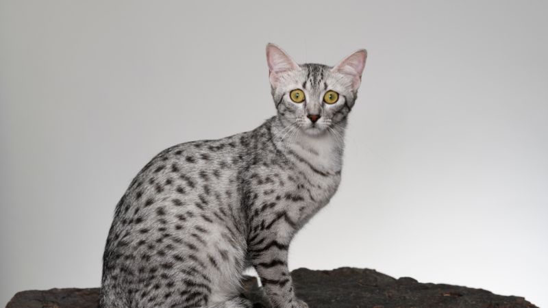 Cheetoh Cat Personality