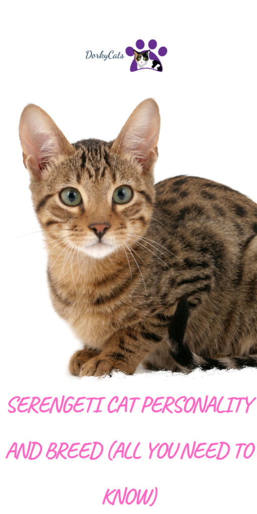 SERENGETI CAT PERSONALITY AND BREED (ALL YOU NEED TO KNOW)
