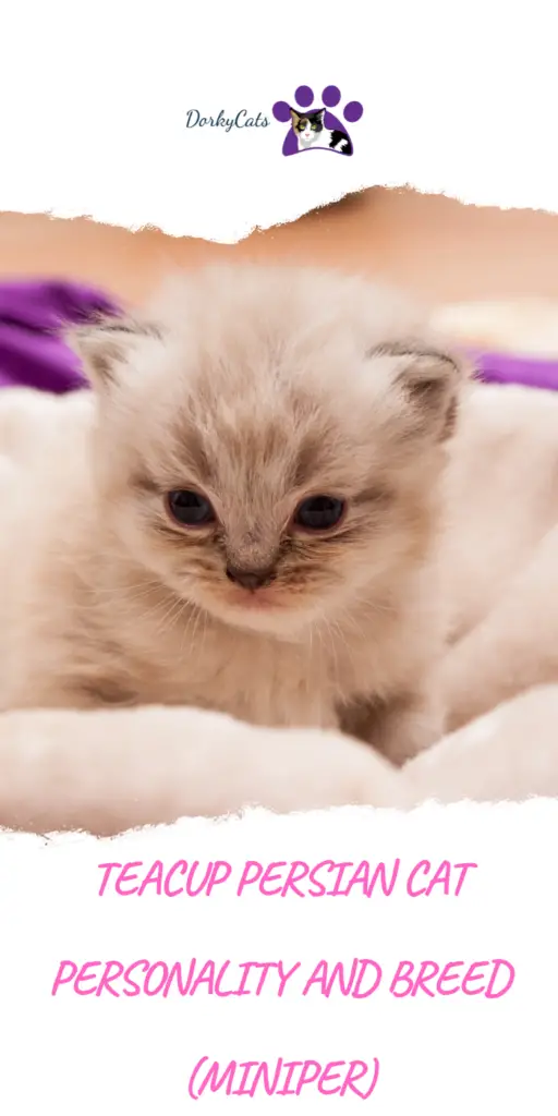 TEACUP PERSIAN CAT PERSONALITY AND BREED (MINIPER) – ALL YOU NEED TO KNOW