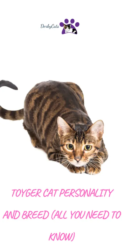 TOYGER CAT PERSONALITY AND BREED (ALL YOU NEED TO KNOW)