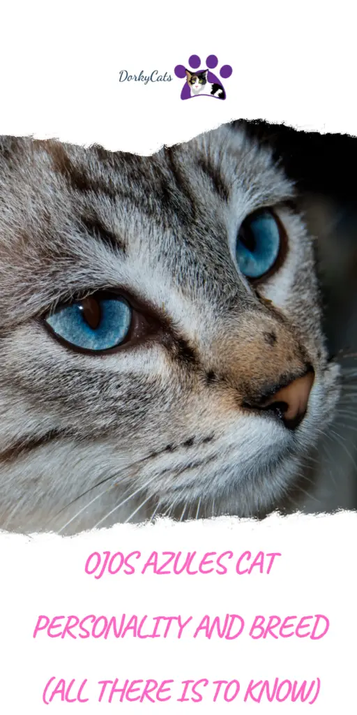 OJOS AZULES CAT PERSONALITY AND BREED (ALL THERE IS TO KNOW)