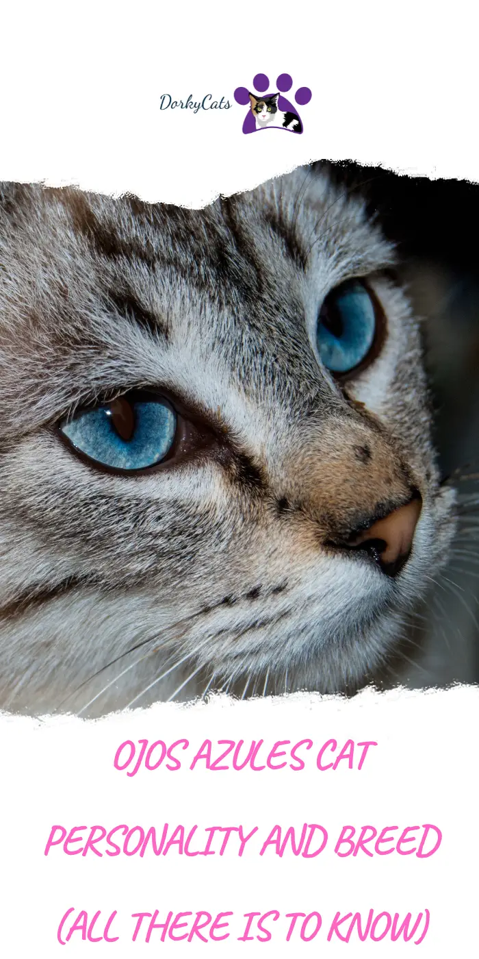 OJOS AZULES CAT PERSONALITY AND BREED (ALL THERE IS TO KNOW) - DorkyCats