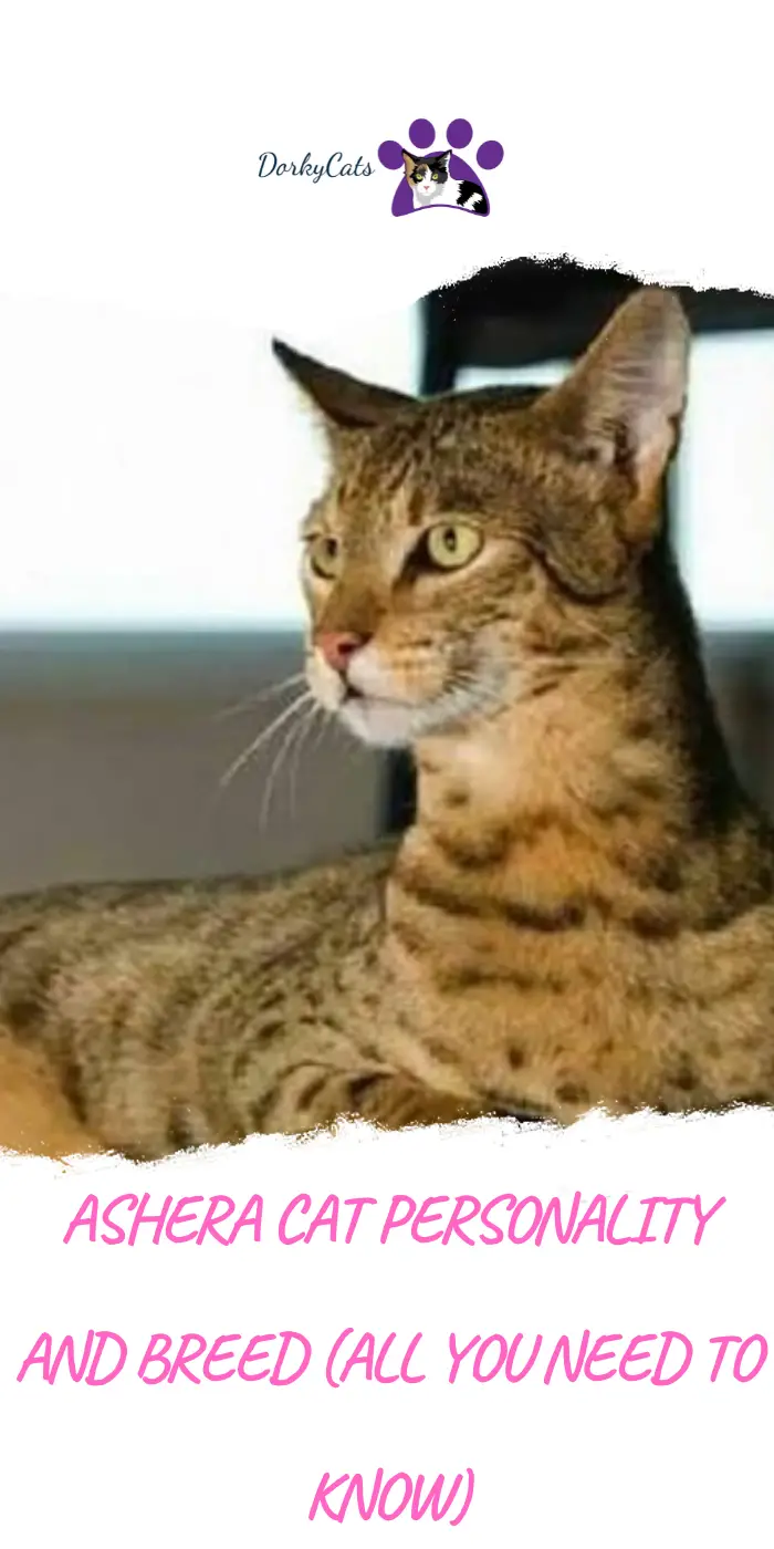 ASHERA CAT PERSONALITY AND BREED (ALL YOU NEED TO KNOW) DorkyCats
