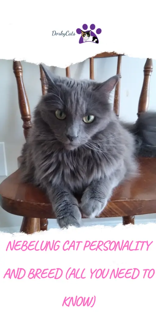 NEBELUNG CAT PERSONALITY AND BREED (ALL YOU NEED TO KNOW)