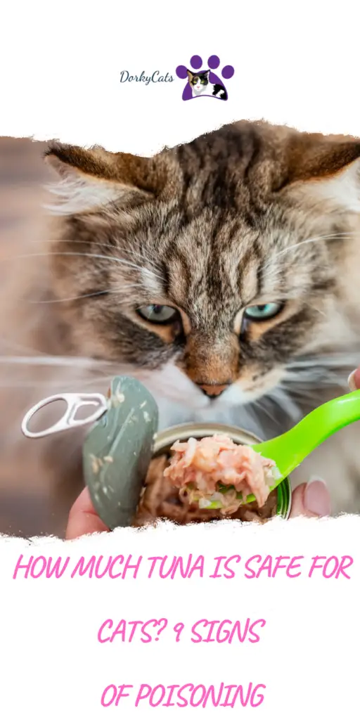 HOW MUCH TUNA IS SAFE FOR CATS? 9 SIGNS OF POISONING