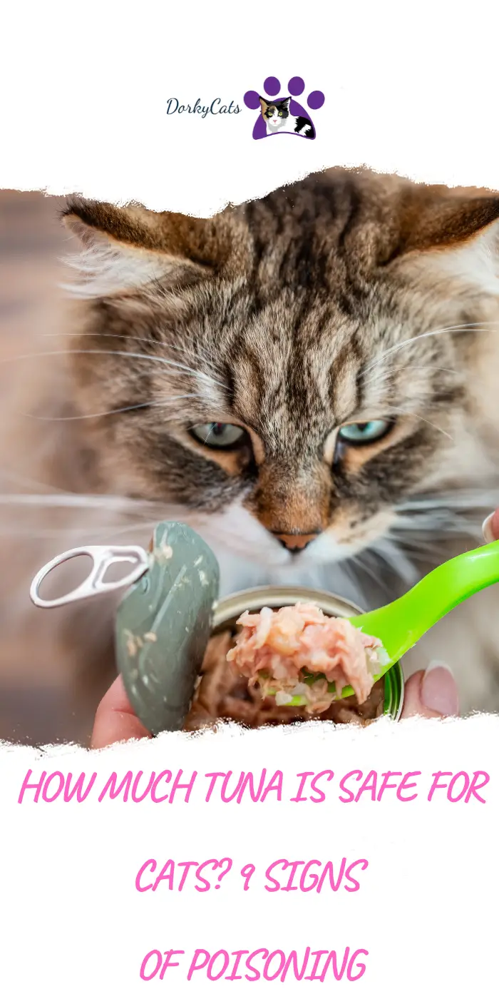 HOW MUCH TUNA IS SAFE FOR CATS? 9 SIGNS OF POISONING DorkyCats