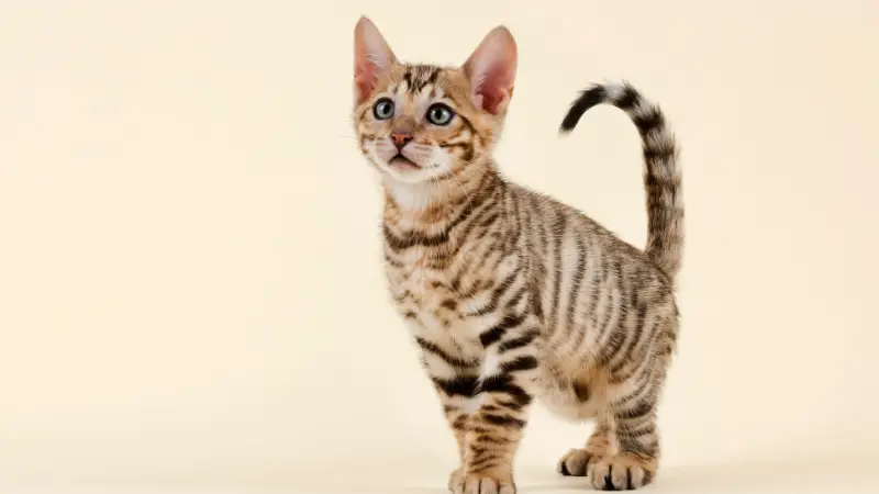 Toyger cat personality