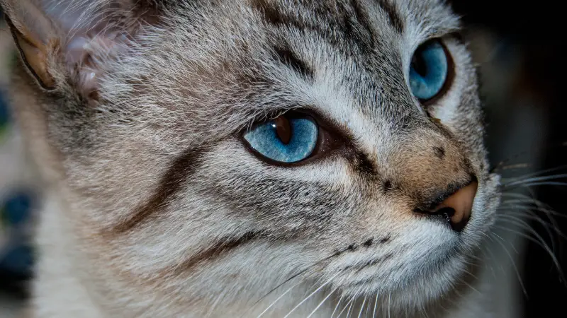 Ojos Azules cat personality