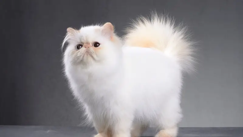 Teacup Persian Cat Personality