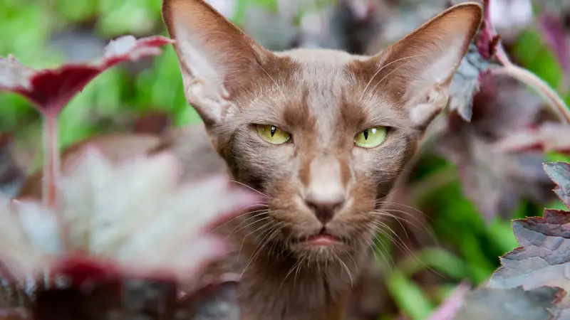 Havana Brown Cat Personality