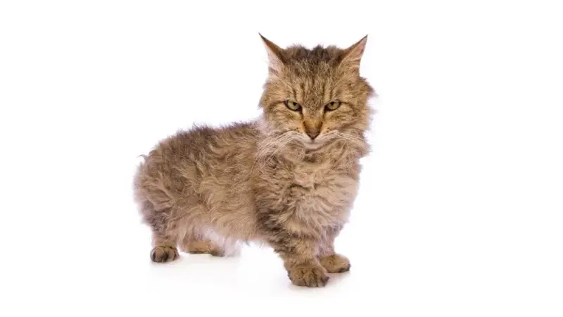 Skookum cat personality