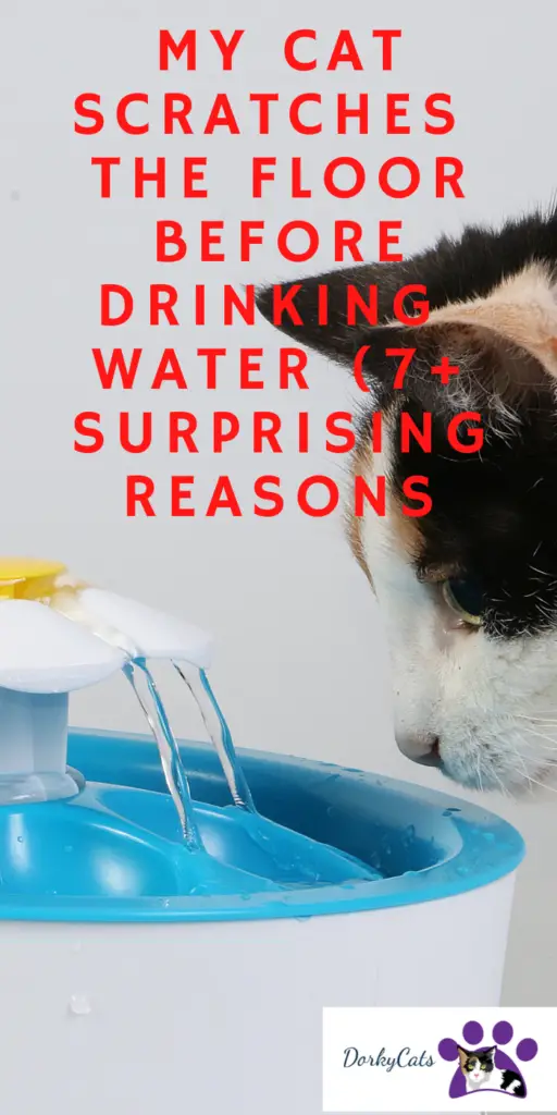 MY CAT SCRATCHES THE FLOOR BEFORE DRINKING WATER (7+ SURPRISING REASONS)