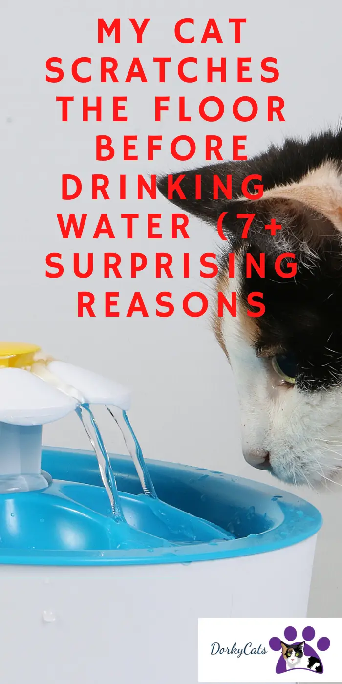 MY CAT SCRATCHES THE FLOOR BEFORE DRINKING WATER (7+ SURPRISING REASONS)