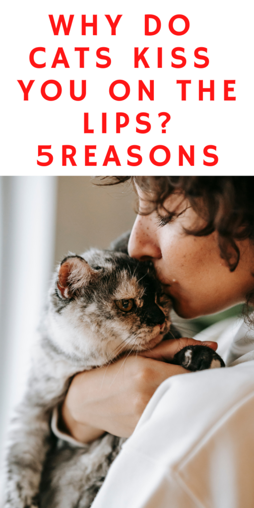 WHY DO CATS KISS YOU ON THE LIPS? 5+ FUN-LOVING REASONS