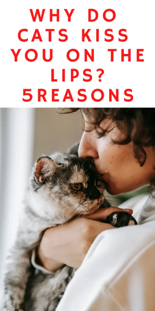 WHY DO CATS KISS YOU ON THE LIPS? 5+ FUN-LOVING REASONS