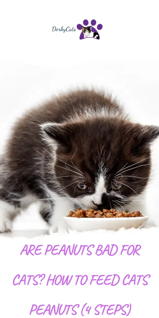 Are peanuts bad for cats?